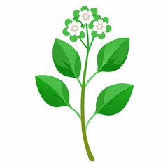 Obraz premium A stylized illustration of a flowering plant with green leaves and white blossoms.