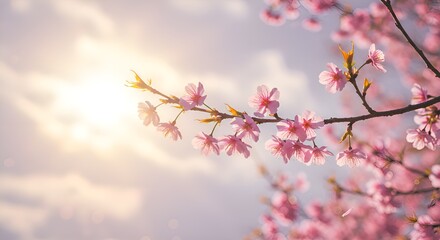 Obraz premium Cherry blossom branch with soft pink flowers gently swaying in the wind, set against a dreamy pastel sky with sun rays filtering