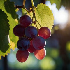 A translucent grape with light passing through, emphasizing its juicy interior.
