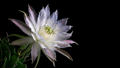 close up of Epiphyllum anguliger flower, black background, copy space