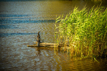 Scenic view of Australian Darter perching on a driftwood in Lake Forbes, Forbes, New South Wales, Australia