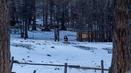 Fototapeta premium A Watchful Dog in Snow A lone dog stands alert on the snowy ground of a forest in Khuvsgul, Mongolia, framed by trees and rustic wooden structures.