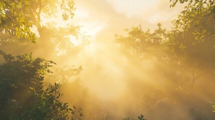 Golden Sunlight Filtering Through Foggy Forest