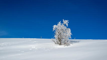 Arbre isolé dans un paysage enneigé de montagne en hiver dans le massif du Vercors dans le...