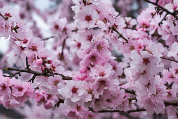 Close-up of pink almond blossoms in the Palatinate