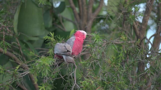 Galahs in a tree