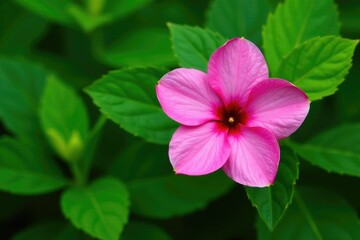 Obraz premium A pink flower nestled among lush green leaves, nature, , floral arrangement