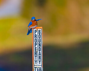 Eastern bluebird, Sialia sialis, on top of a TVA posting at Hiwassee Wildlife Refuge being energetic flipping its wings and tail.