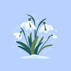 Flowers white snowdrops with leaves. Spring is coming. Snowdrop day. Vector illustration isolated on blue background 