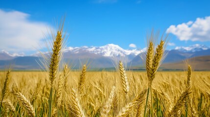 Close-up of barley against distant snow capped mountains.