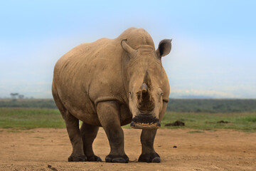 front profile and low angle of southern white rhino standing alert in the wild savannah of solio game reserve, kenya © Nirav Shah