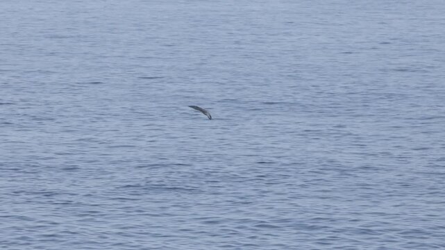 Gaviota volando sobre el mar baja al agua