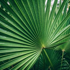 green palm leaf
