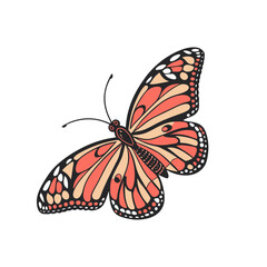 butterfly isolated on white