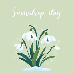 Flowers white snowdrops with leaves. Spring is coming. Snowdrop day. Vector illustration isolated on green background 