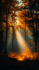 Golden Sunlight Illuminates Autumn Forest Path