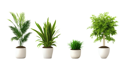 Collectionof diverse potted indoor plants in a row on transparent background