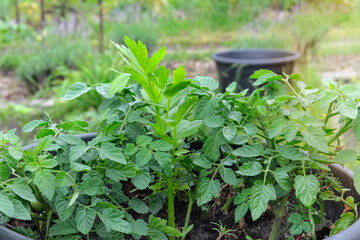Potato bush is growing in a container in rustic garden. Green seedling in countryside. Growing vegetables. Container gardening. Cottage garden.