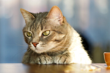 Obraz premium Curious Tabby Cat Resting Paws on a Table in Warm Sunlight