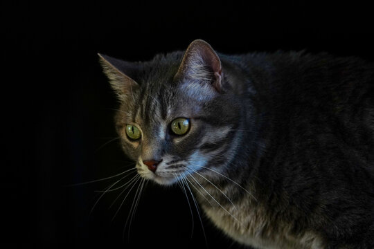 Grey Tabby Cat in Low Light. A grey tabby cat with striking green eyes captured in dramatic low light, highlighting its whiskers and fur texture against a dark background.
