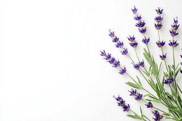 Fototapeta premium Fresh lavender sprig on the right against a white background with copy space