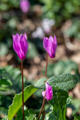 Fototapeta premium Bright pink Cyclamens growing wild on a wooded slope in Kiryat Tivon Israel. It is the symbol of the town. 