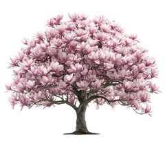 Fototapeta premium Jane magnolia tree isolated on transparent background PNG