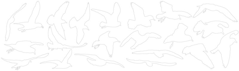 Set of contours of birds (gulls). Vector illustration © nosyrevy