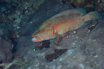 Naklejka premium ユカタハタ 小笠原