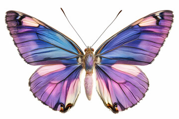 Obraz premium Vibrant purple and blue butterfly isolated on a white background, flying with open wings, a cutout for design or print. A purple and pink butterfly.