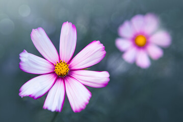 Fototapeta premium White pink cosmos flowers close up isolated on gray blur background