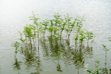 plant growth in the lake