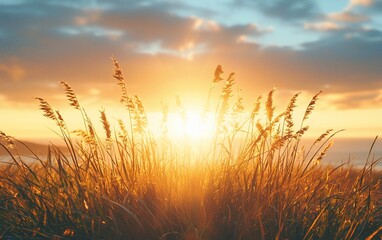 Naklejka premium Coastal sunset, sunlit grasses, ocean view, peaceful scene, nature background