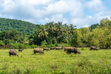 Wasserbüffel Herde in der Landschaft vor Wald und Palmen in saftig grünen in Goa Indien