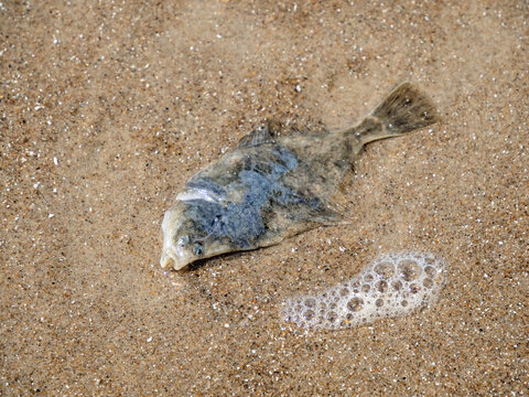 Nahaufnahme einer toten Scholle (Pleuronectes platessa), die an den Nordseestrand gesp&uuml;lt wurde
