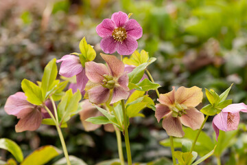 Obraz premium 花壇のクリスマスローズ