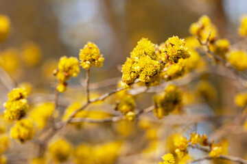 アブラチャンの花