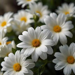 Fototapeta premium Las flores blancas florecen maravillosamente. 