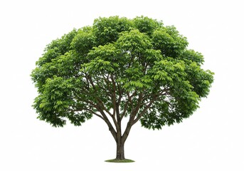 Fototapeta premium Tree isolated on white