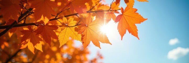 Fototapeta premium Sunlit orange leaves of a tree against a Lincoln, Nebraska sky , Scenery, Fall Colors