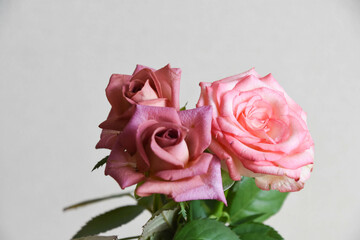 ブラウンとピンクのばら