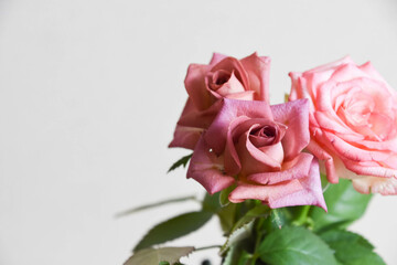 ピンクとブラウンのばら