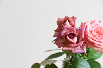 ブラウンとピンクのばら