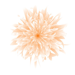 beautiful drawing white flower illustration