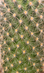Cactus Spikes: Nature&rsquo;s Sharp Design