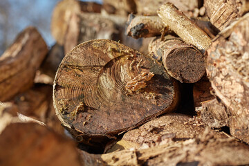 Wood, pile and fungus on lumber for growth, sustainable business and deforestation awareness. Logs,...