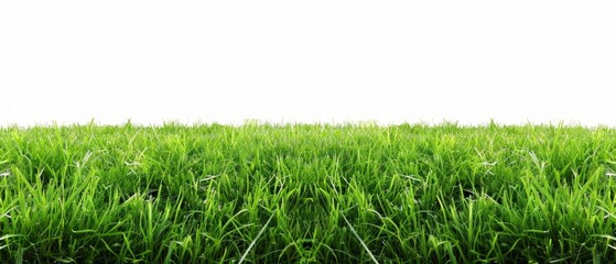 Fototapeta premium Background with green grass on white background, suitable for eco-friendly product packaging design or advertising landscape services.