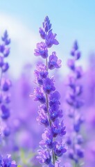 Obraz premium Delicate Purple Lavender Flowers in Bloom with Soft Focus background, Scenic Summer Meadow