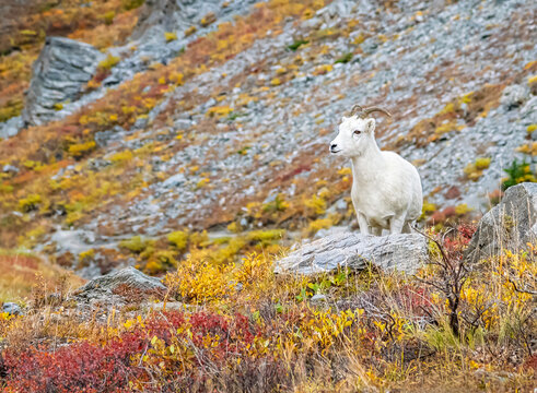 Dall Sheep Ewe in Fall on a rock slope