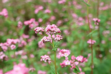 赤そばの花